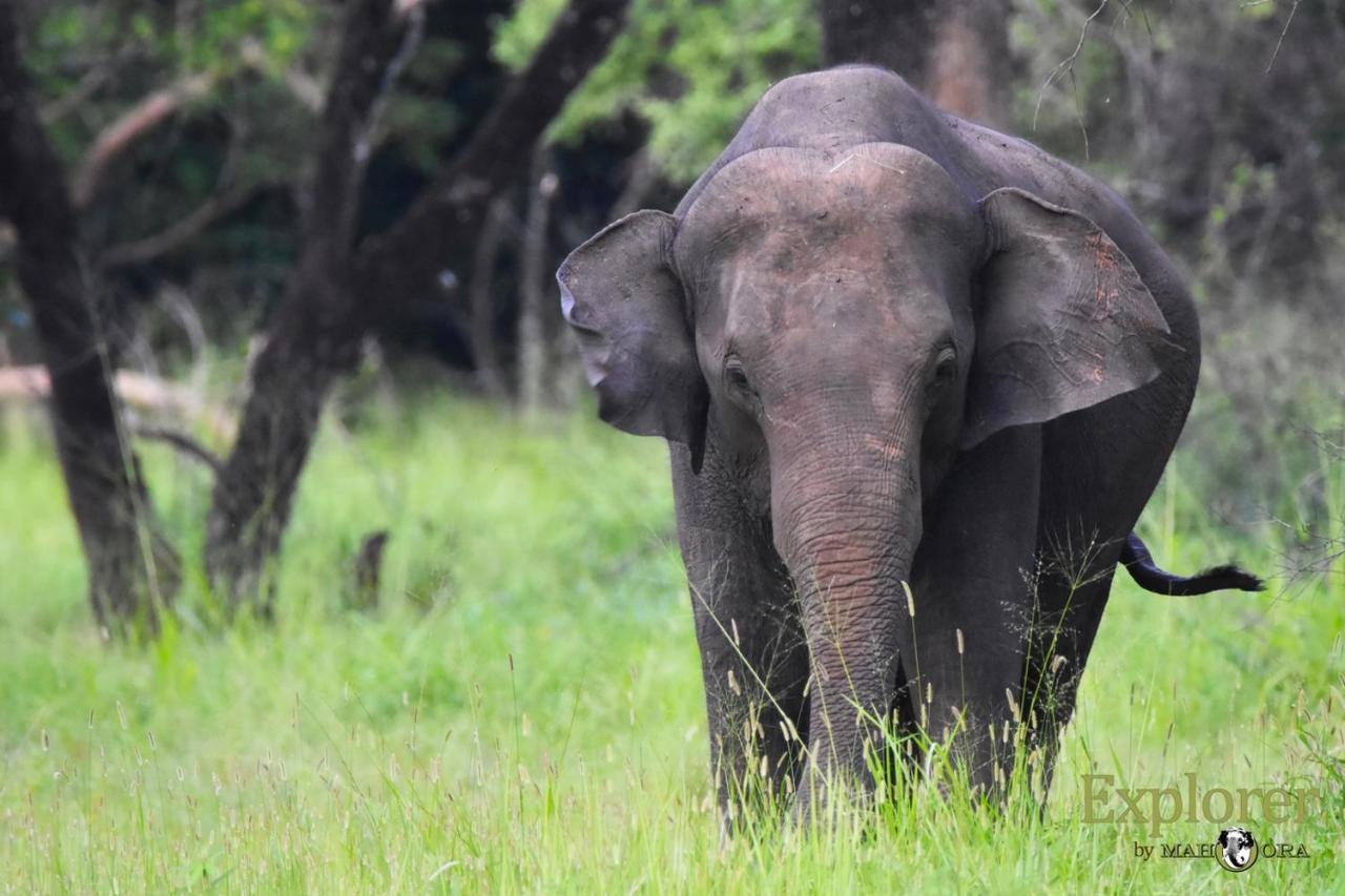 Explorer By Eco Team - Wasgamuwa National Park Exterior photo