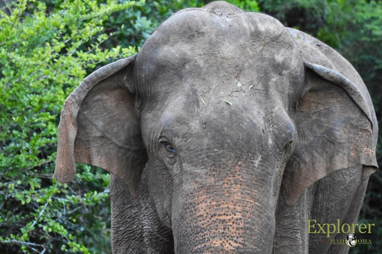 Explorer By Eco Team - Wasgamuwa National Park Exterior photo