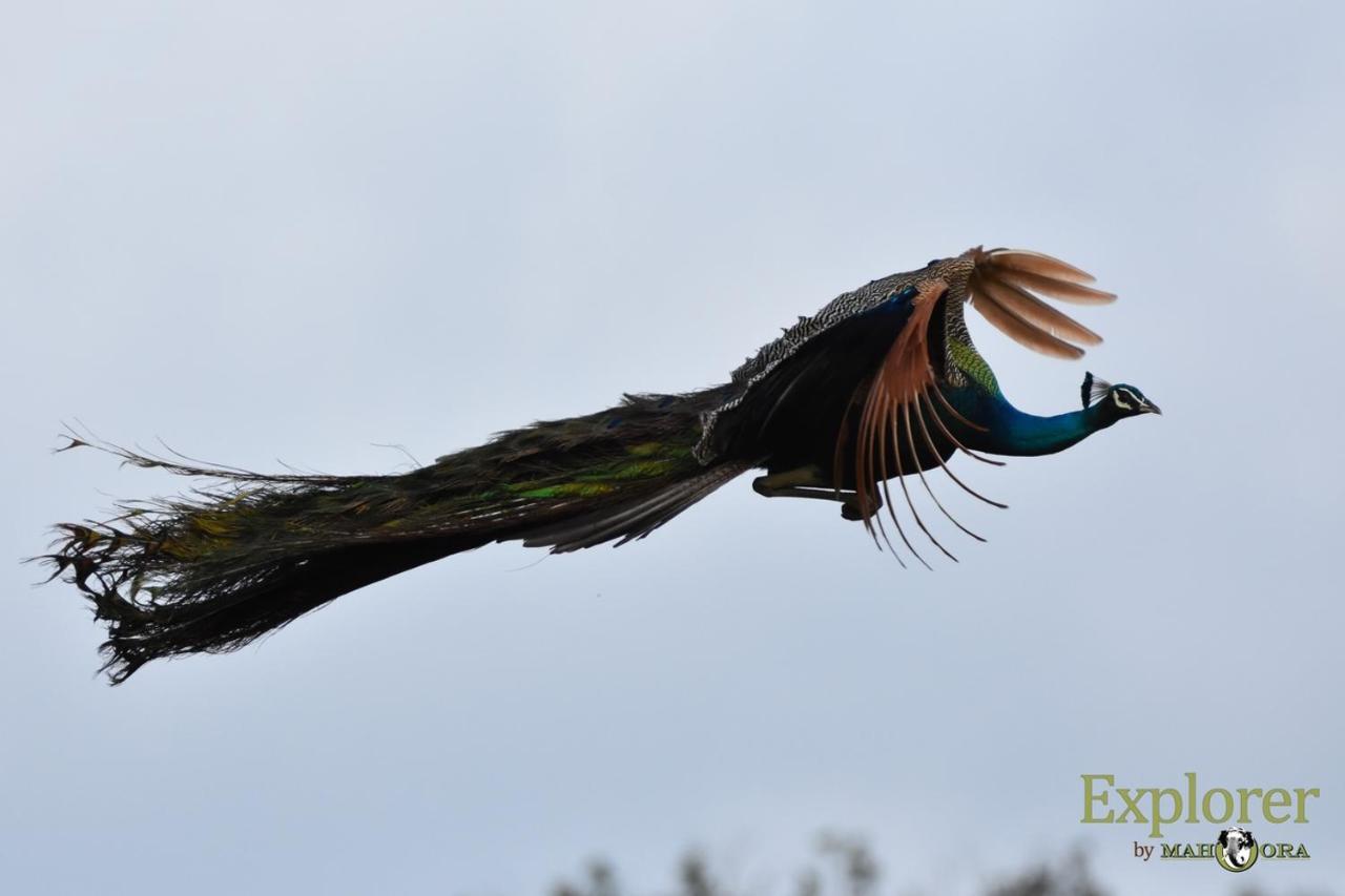 Explorer By Eco Team - Wasgamuwa National Park Exterior photo