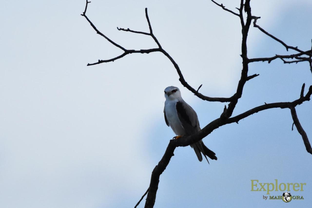 Explorer By Eco Team - Wasgamuwa National Park Exterior photo